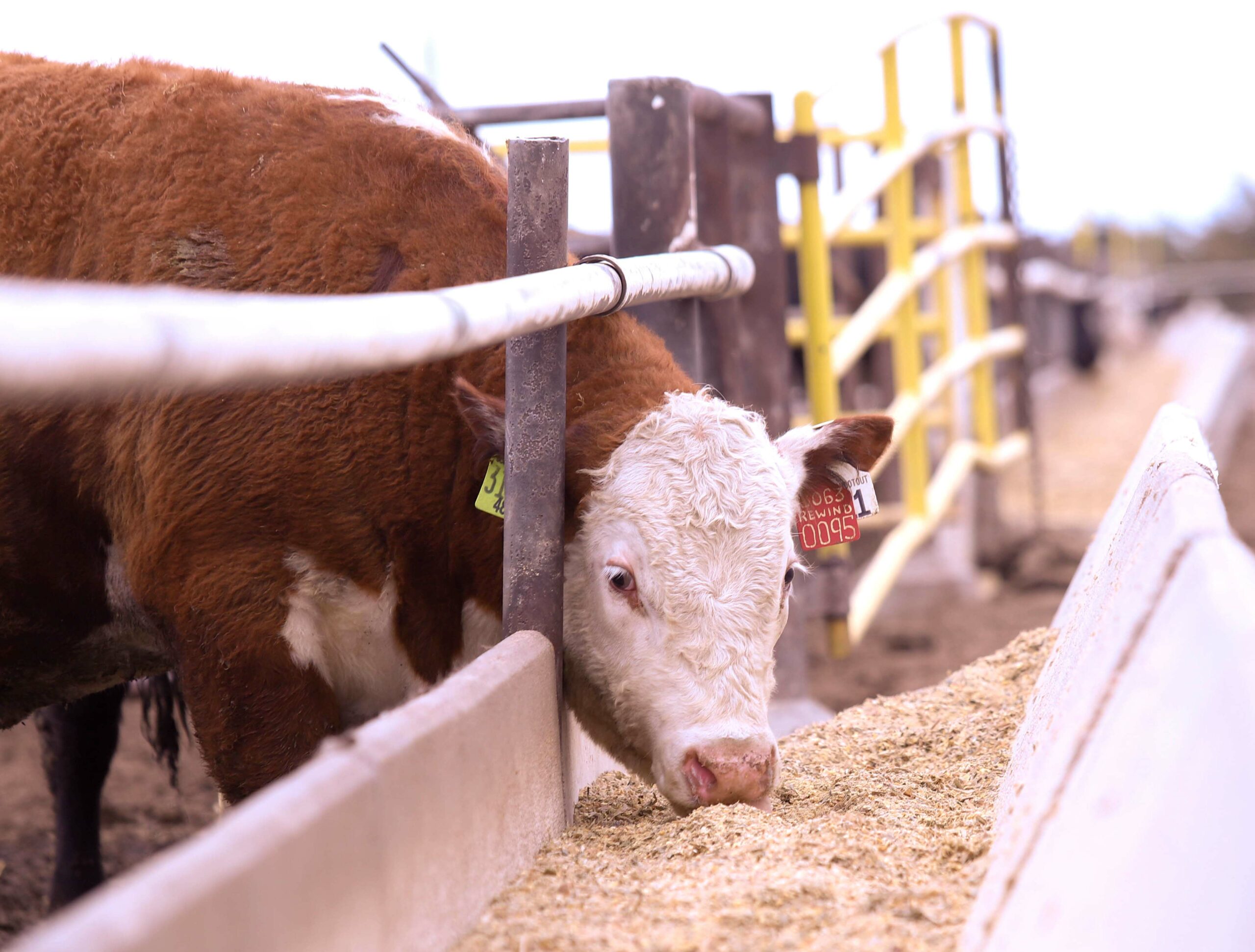 Record Numbers Enroll in Hereford Feedout Programs