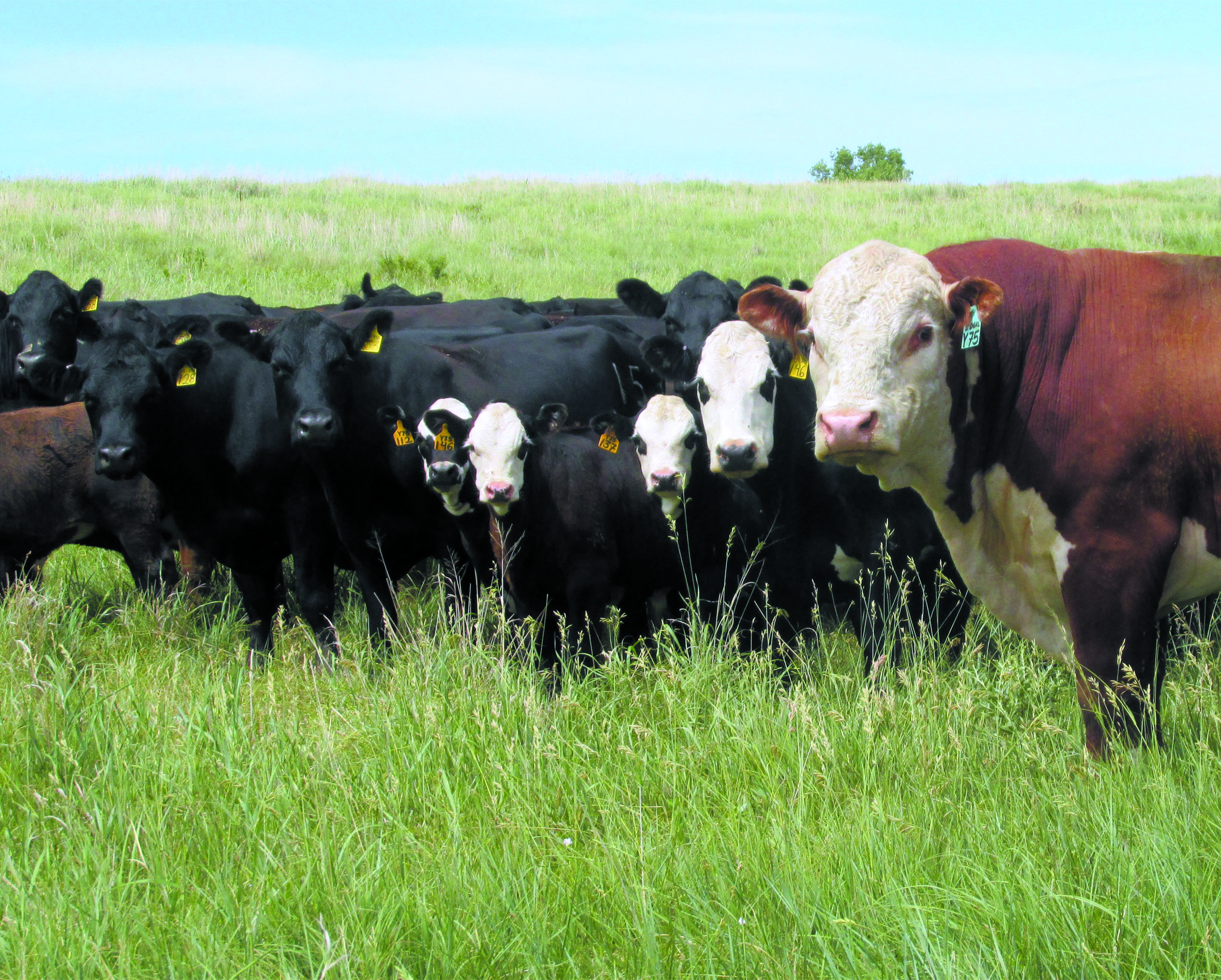 NRSP Herds Make Fall Breeding Decisions