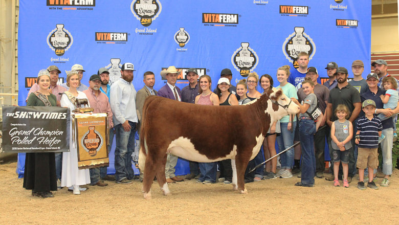 Braman, Rogers, Allan and Effling Take Owned Female Show Honors at 2018 Junior National Hereford Expo