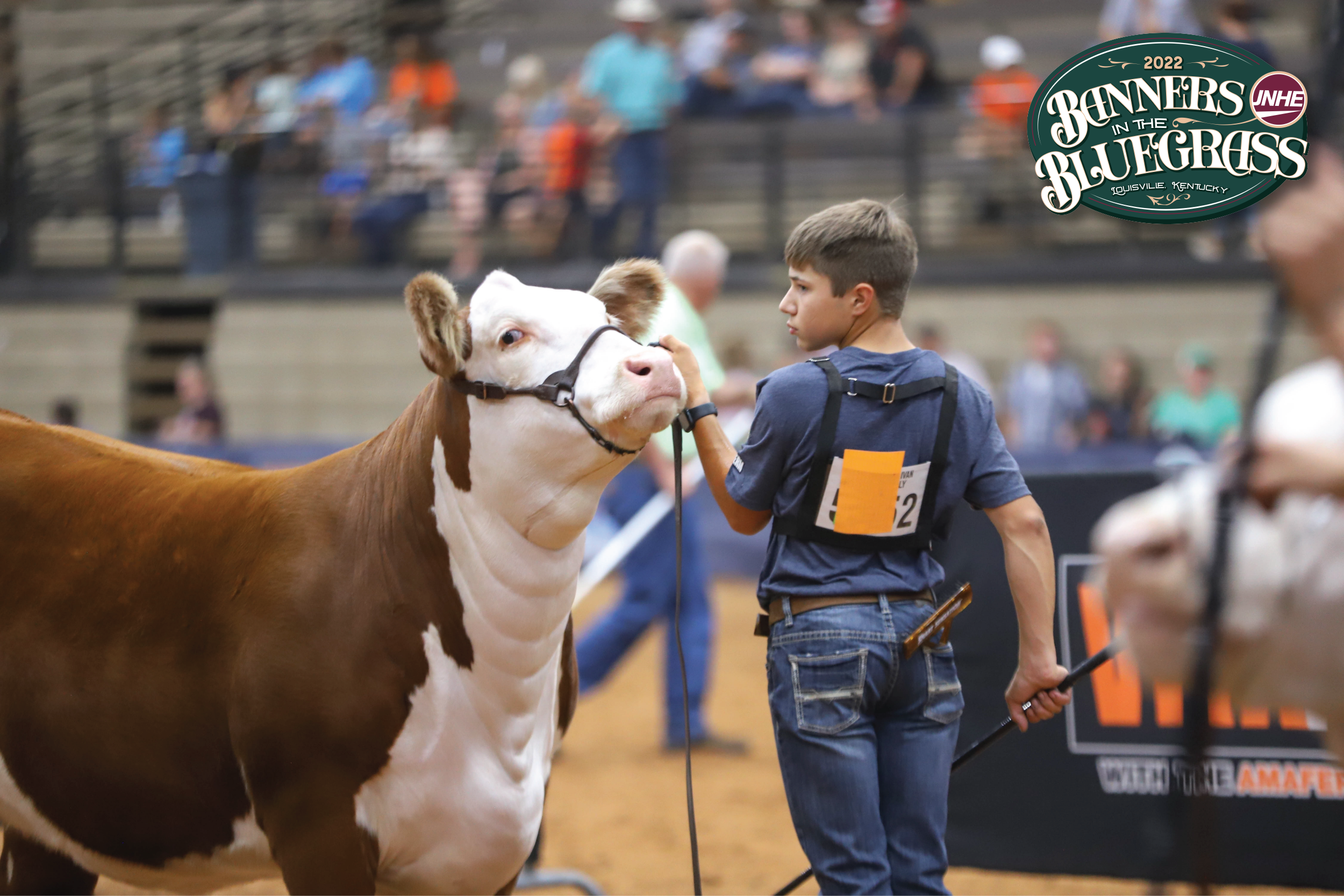 Numbers Announced as Hereford Youth Head to Louisville for the 2022 VitaFerm Junior National Hereford Expo