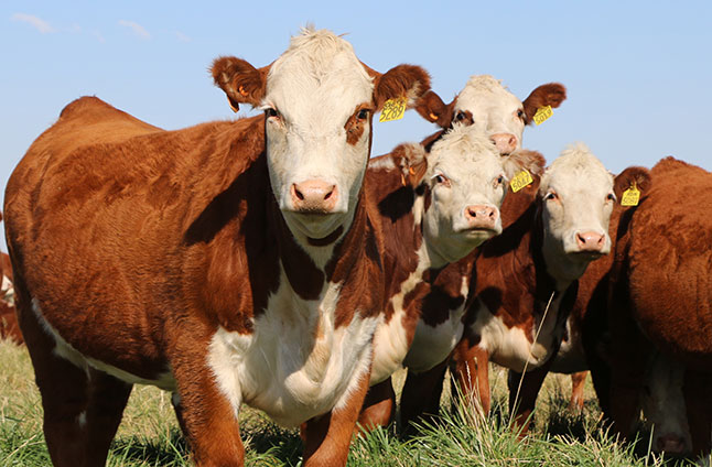Five Reasons to DNA Test Your Cows