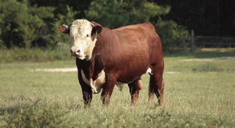 Stahly Ranch Makes 2019 Breeding Decisions