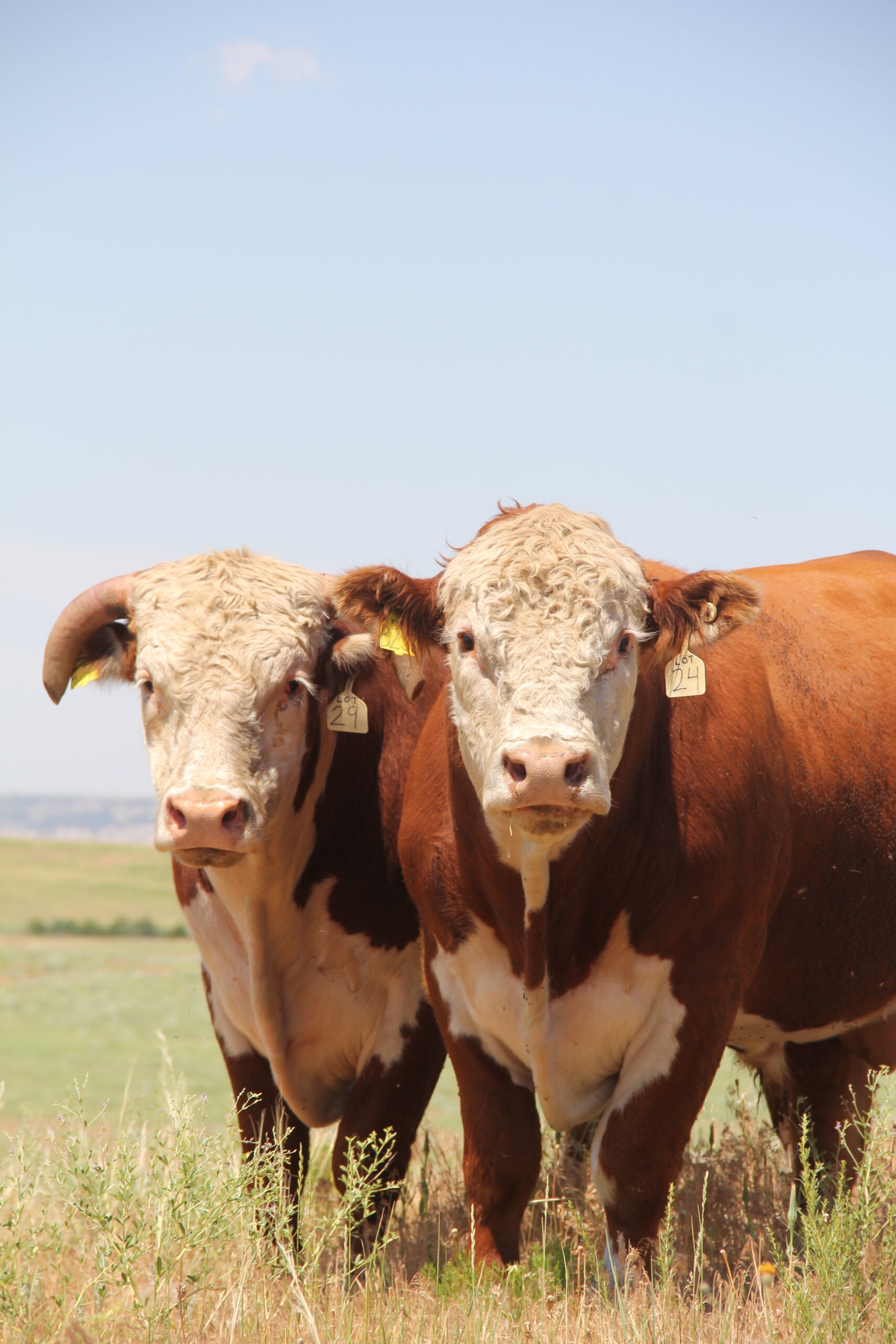 Olsen Ranch NRSP Test Herd Updates