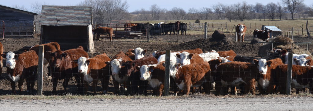 Leaning on Local: Amos Herefords Farms