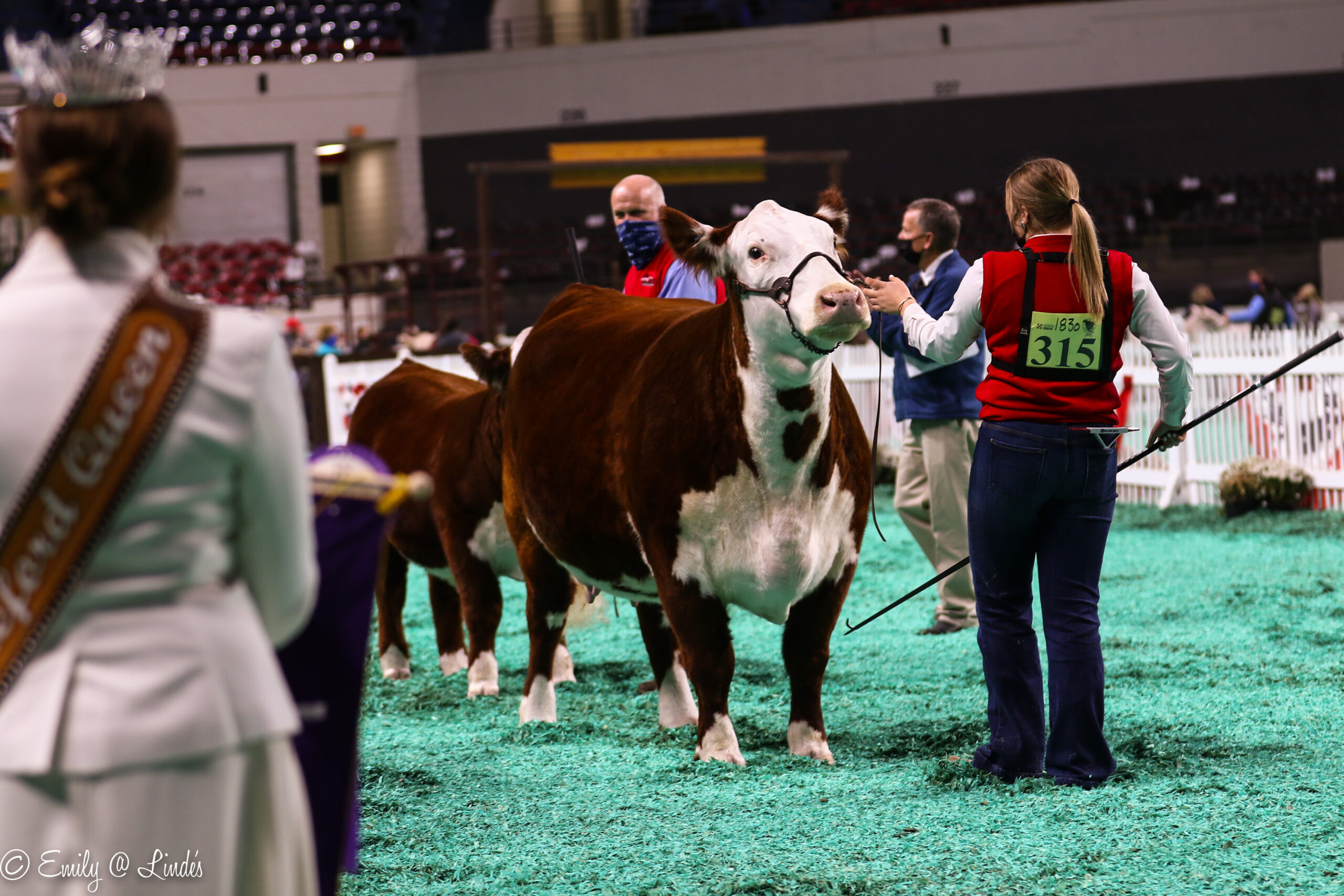 2020 NAILE Hereford Show Champions Selected