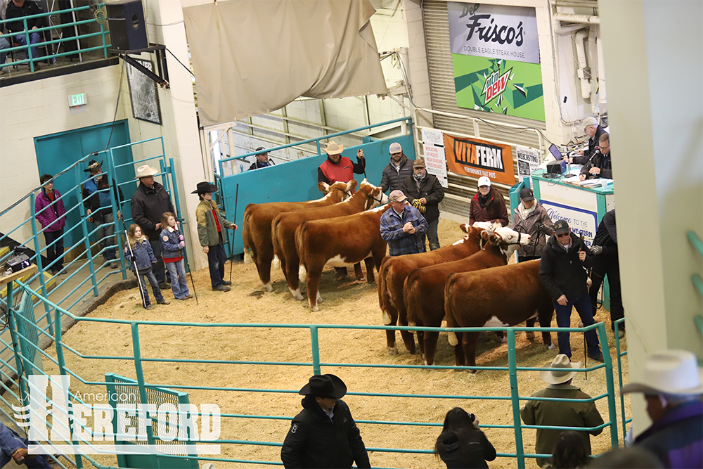 Baumgarten Cattle Co., Coyote Ridge Ranch and Barber Ranch Take Top Honors in Hereford Yard Show