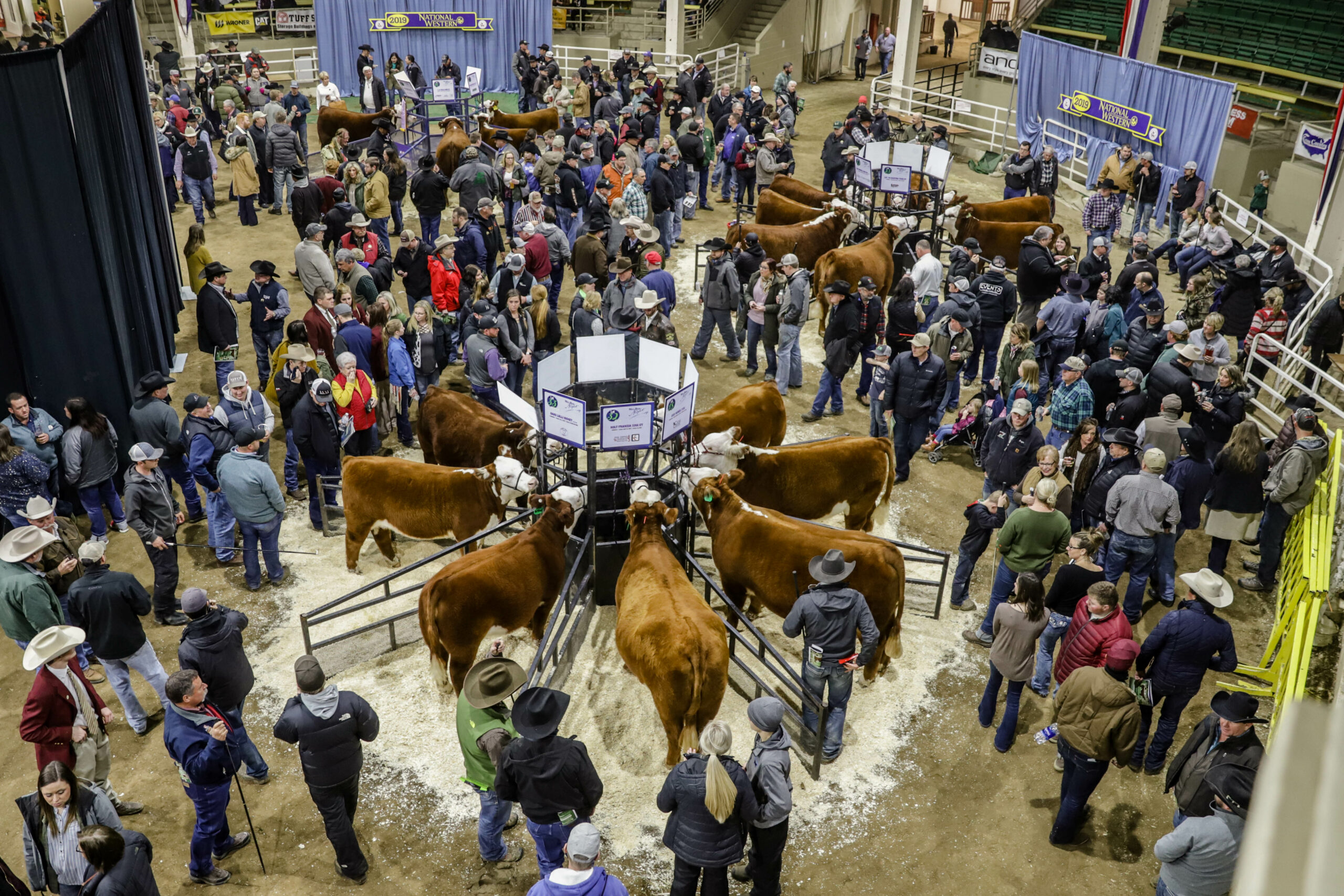 Mile High Night Hereford Sale Grosses $836,450