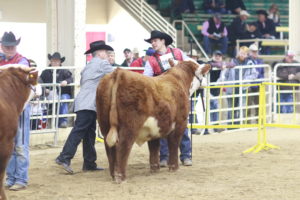 2018 NWSS Hereford Bull Show Results