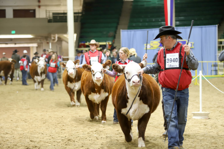 National Western Hereford Open Female Show Results