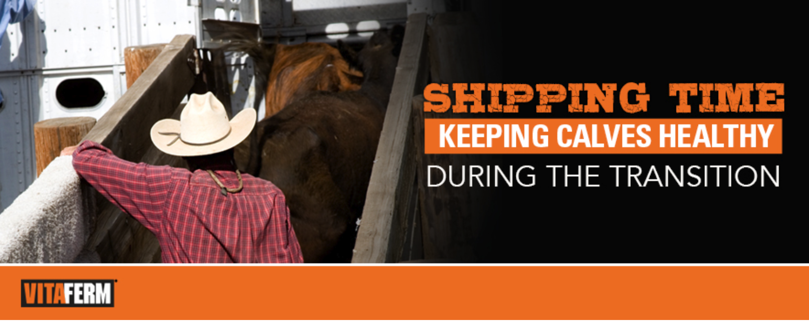 It’s Shipping Time: Keep Calves Healthy During the Transition