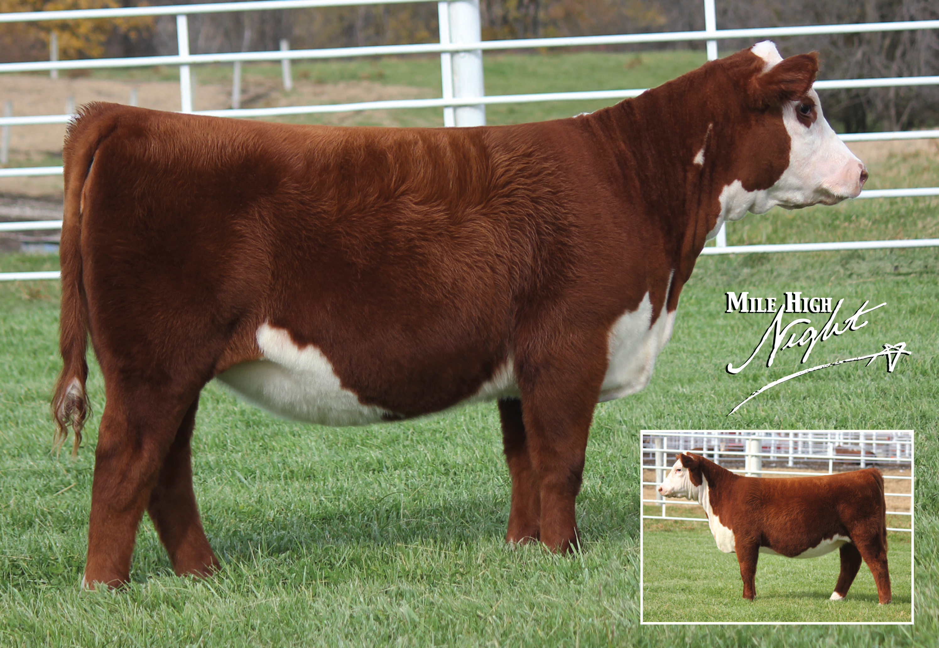 Queen of the Hill – Foundation Female will highlight the 2019 Mile High Night National Hereford Sale