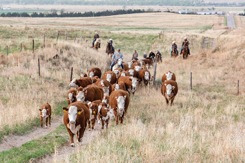 Van Newkirk Herefords Offer Pick of 2023 Females to Support Local Cowboy’s Family