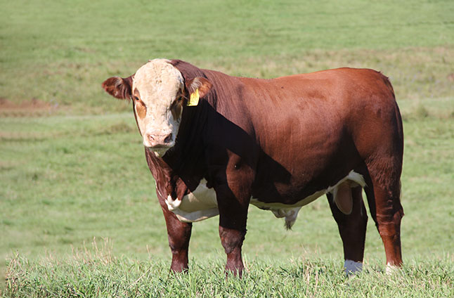 Simplot Livestock Co. Makes 2019 NRSP Breeding Decisions