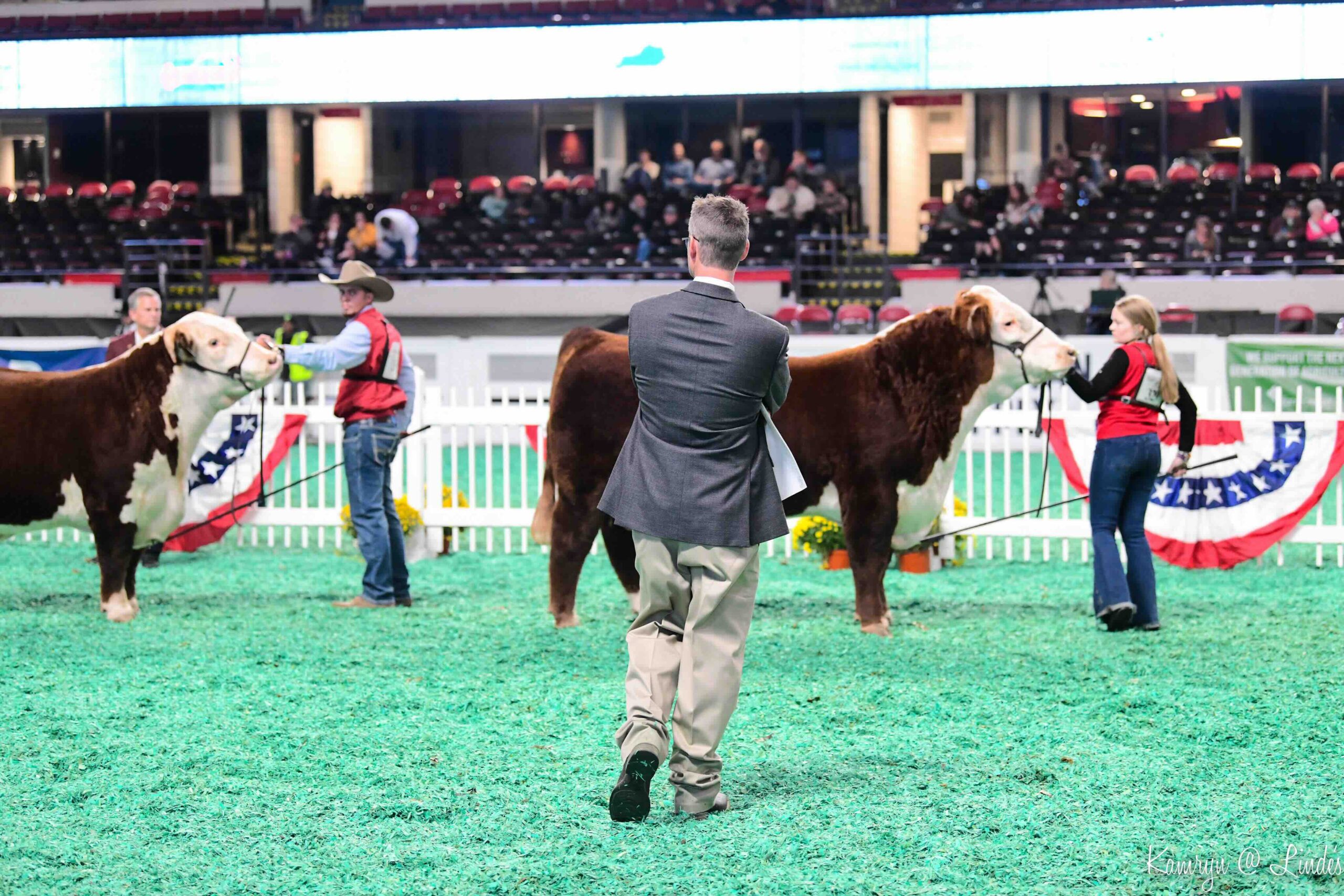 Judge examining baldy cows during show