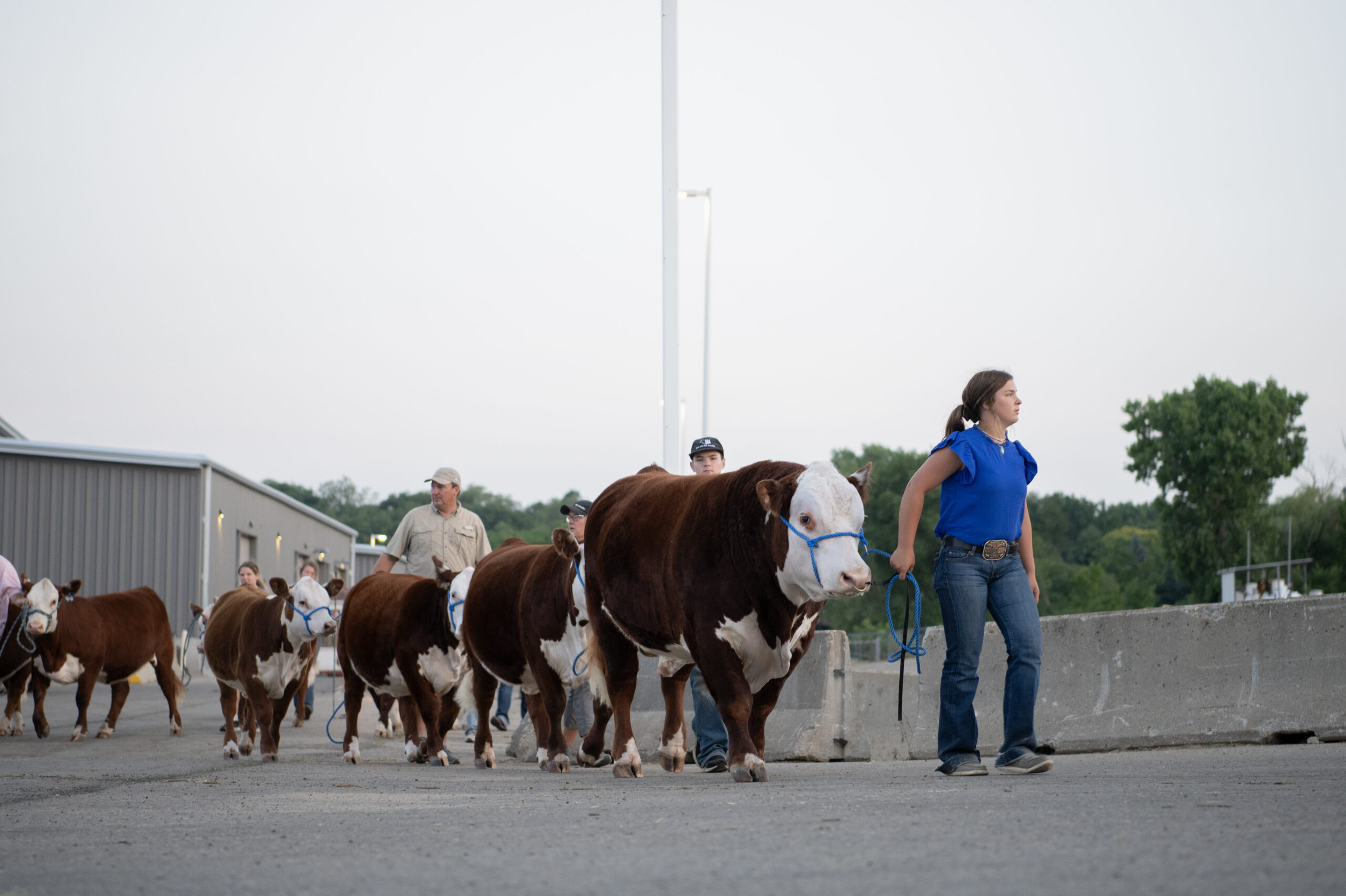 A woman is leading a group of cows for a state association's event.
