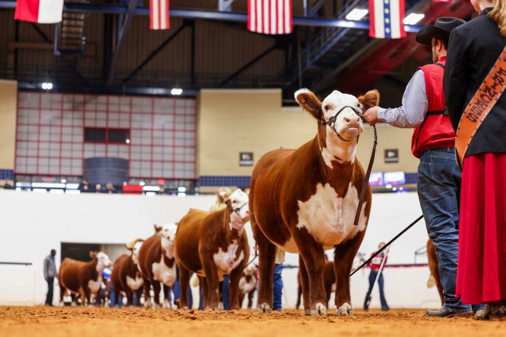 A group of cows in a show ring showcasing their looks and grace.