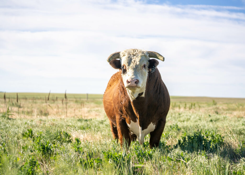 A brown and white cow standing in a field, captured by the media.