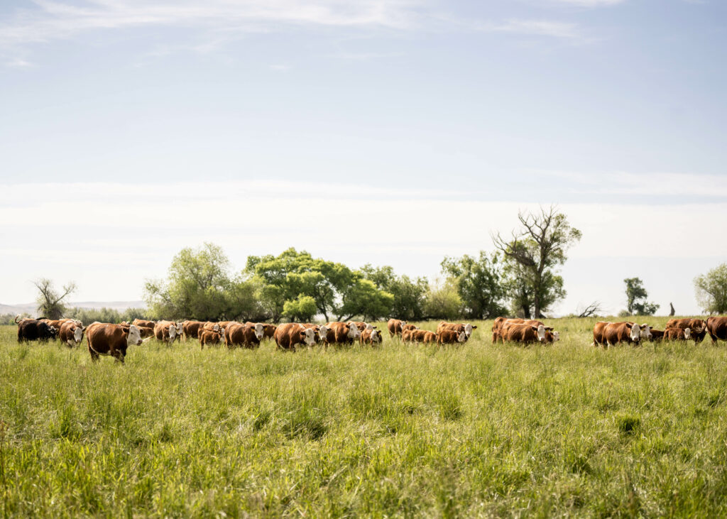 A media herd of cows in a grassy field.