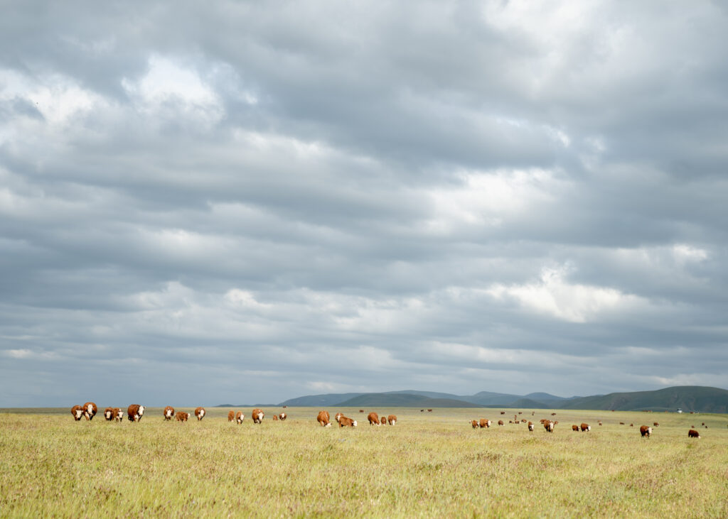 A herd of cows grazing in a field under a cloudy sky captured by media.