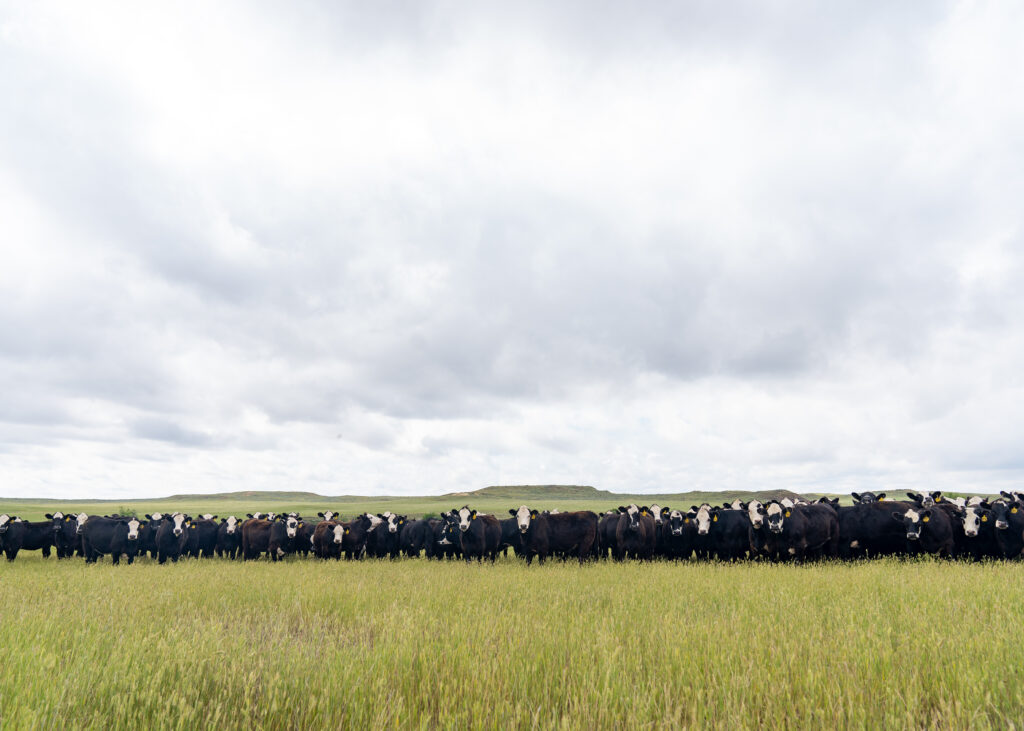 A media depicting a group of cows standing in a grassy field.