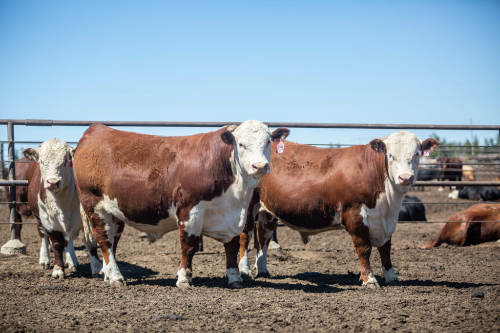 A group of brown and white cows standing in a media.