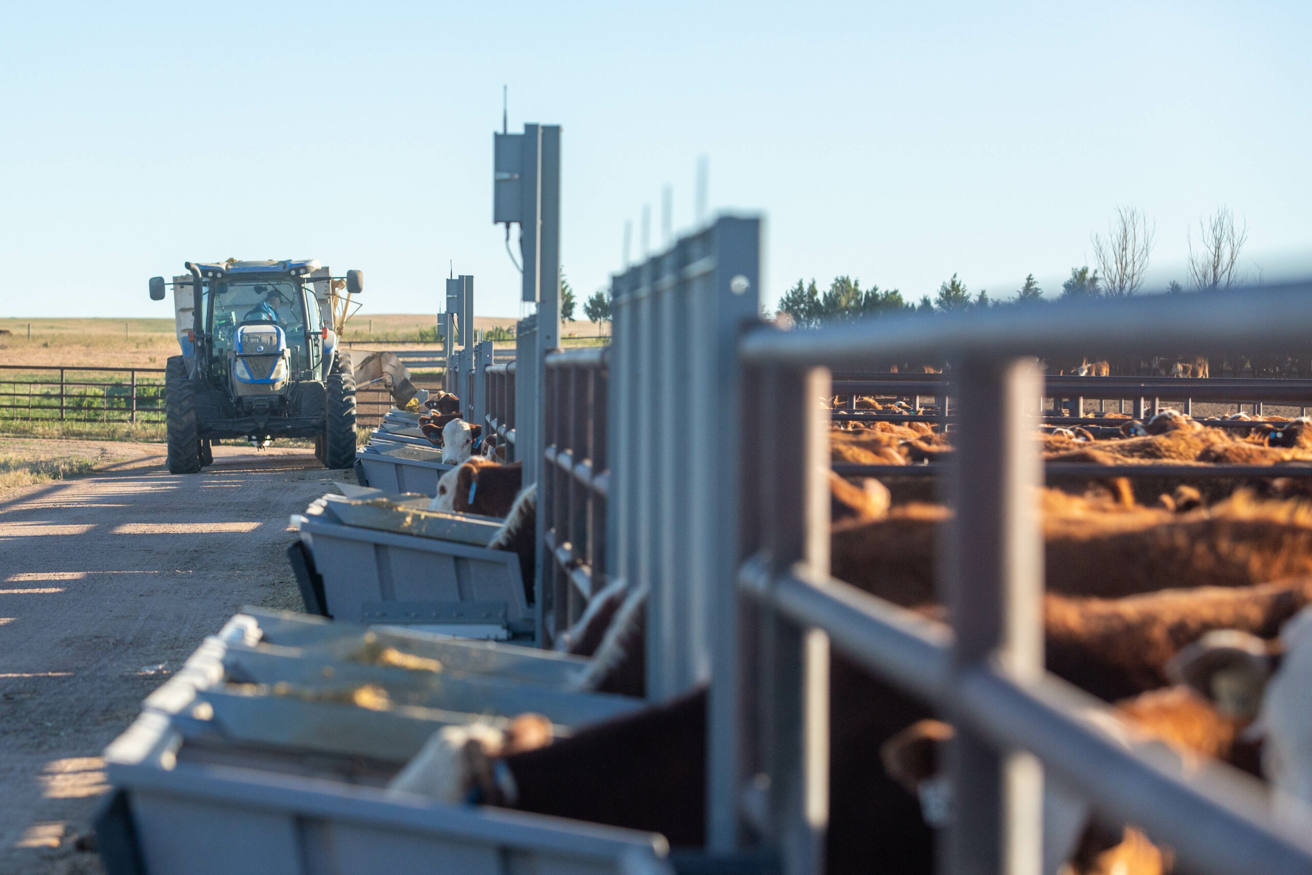A group of cows in a pen observe as a tractor drives past.