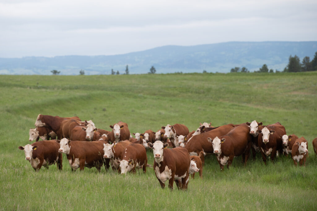 A herd of cows grazing in a media field.