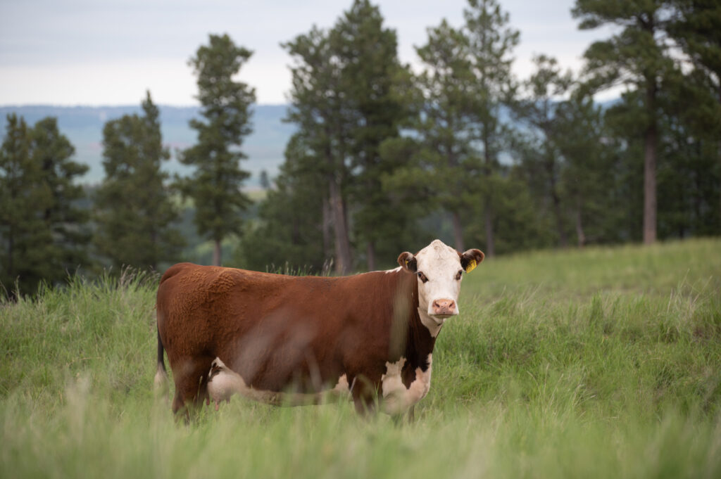 A brown and white cow standing in a field, captured in media.