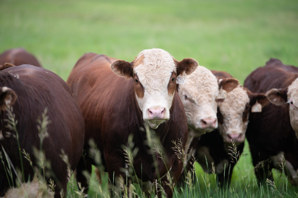 A group of cows standing in a media field.