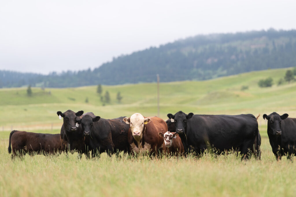A group of cows standing in a grassy field, captured by media.