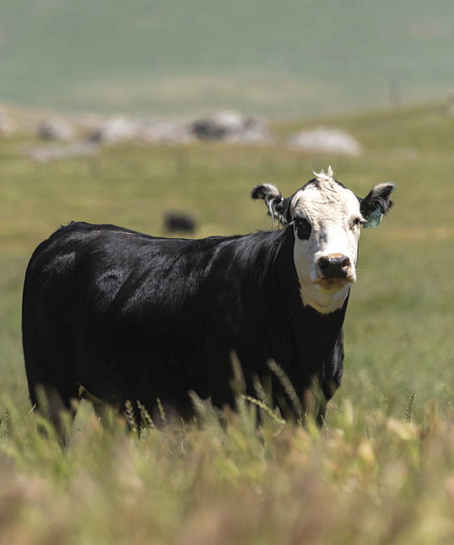 A black and white Baldy cow standing in a grassy field.