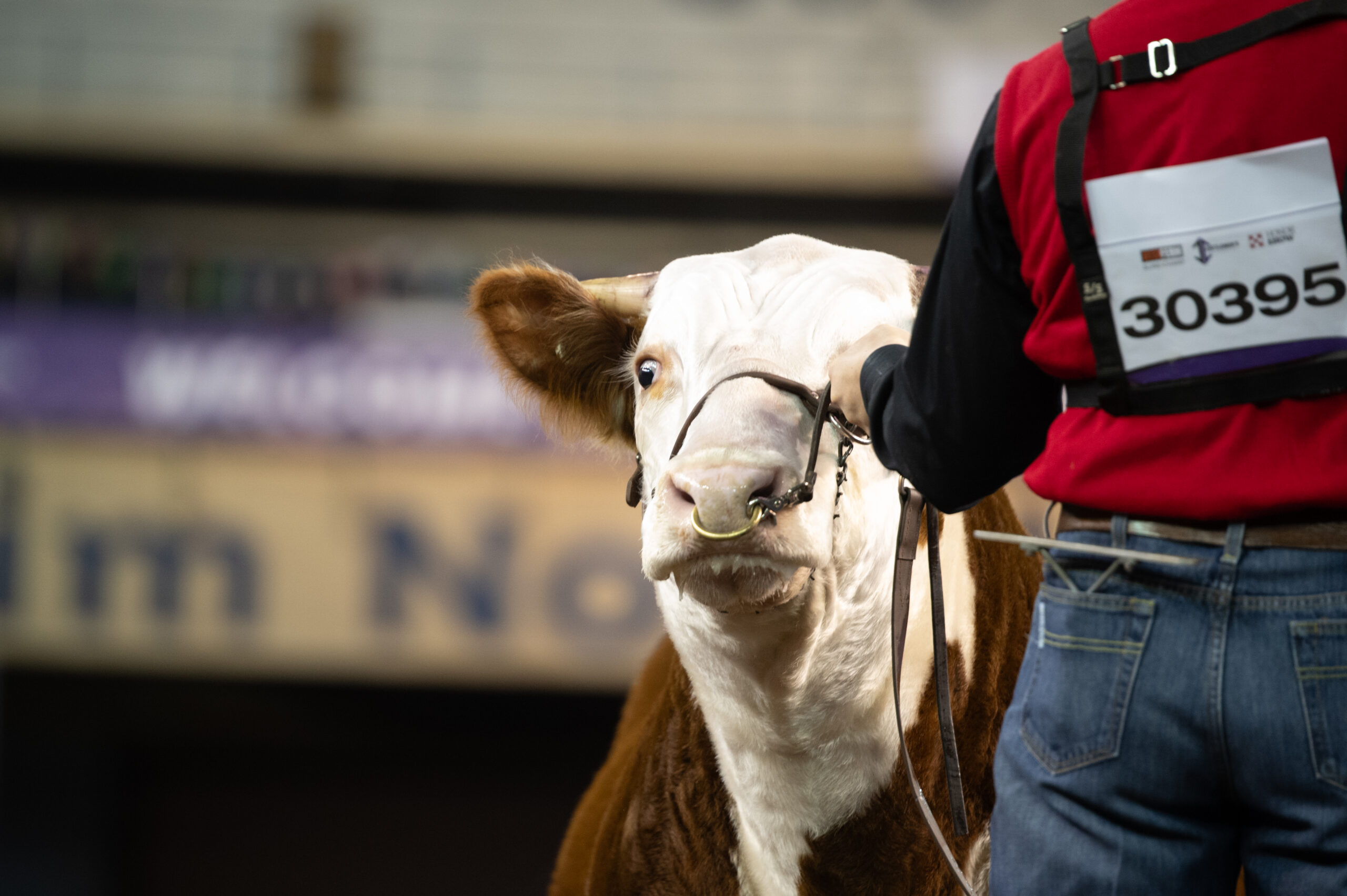 A national competition showcases a stunning brown and white cow.