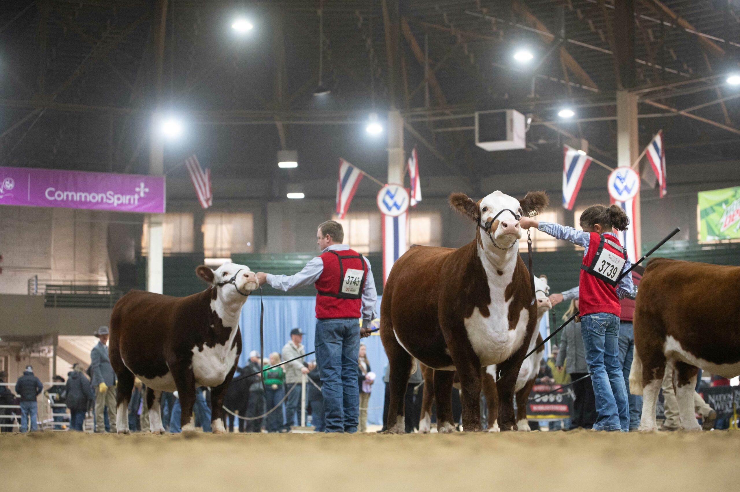 A group of people standing next to a group of cows at NWSS.