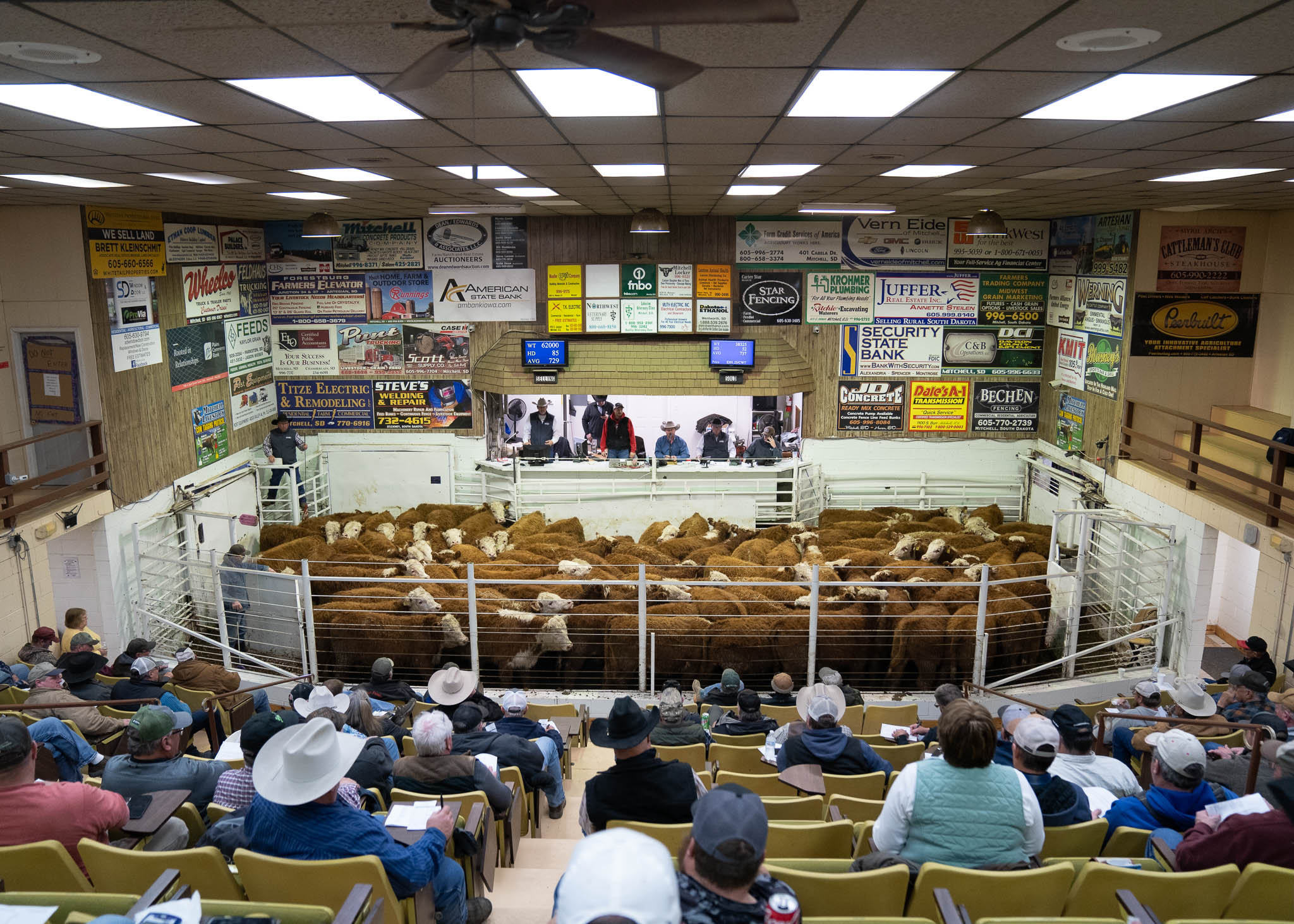 Hereford Influence Sells Strong